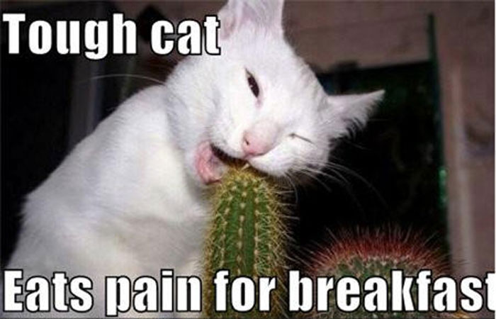 Tough cat eats pain for breakfast
